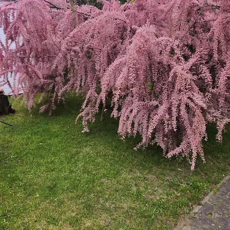 شقة Viktoria Whg 11 - 